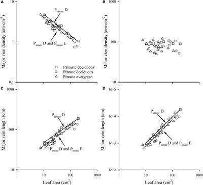 Leaf Venation Architecture in Relation to Leaf Size Across Leaf Habits and Vein Types in Subtropical Woody Plants